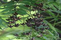Toona serrata